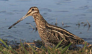 Common Snipe