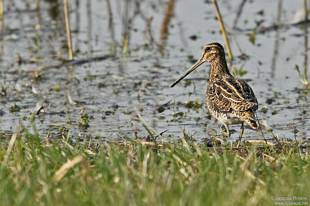 Common Snipeadult post breeding