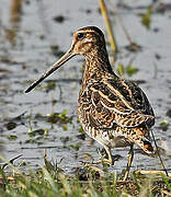 Common Snipe