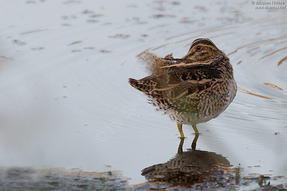 Common Snipeadult post breeding