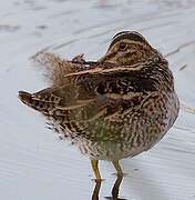 Common Snipe