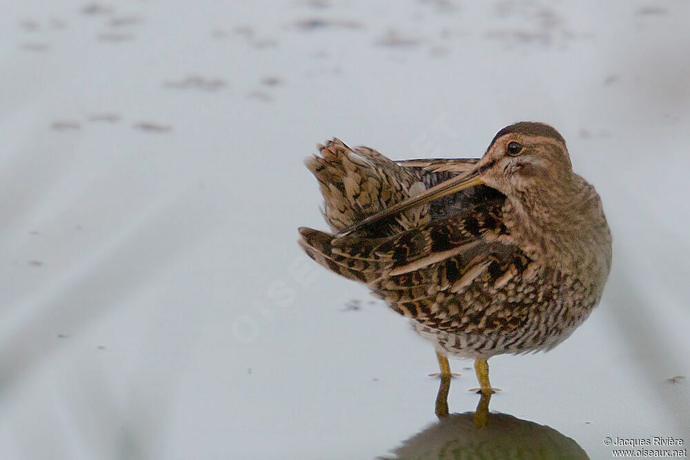 Common Snipeadult post breeding