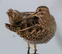 Common Snipe