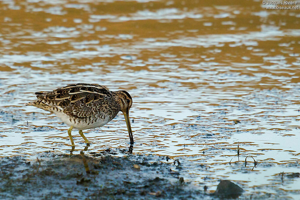 Common Snipeadult post breeding