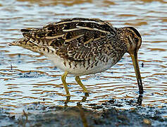 Common Snipe