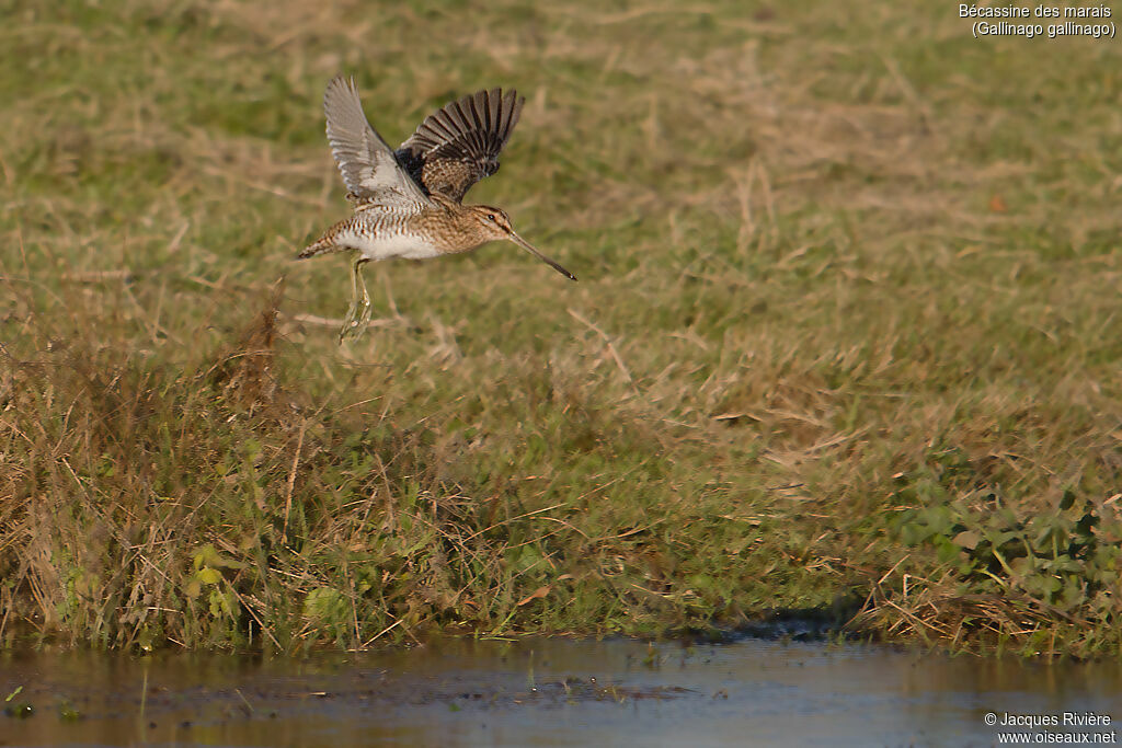 Common Snipeadult, Flight