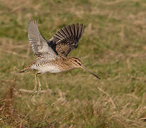 Common Snipe