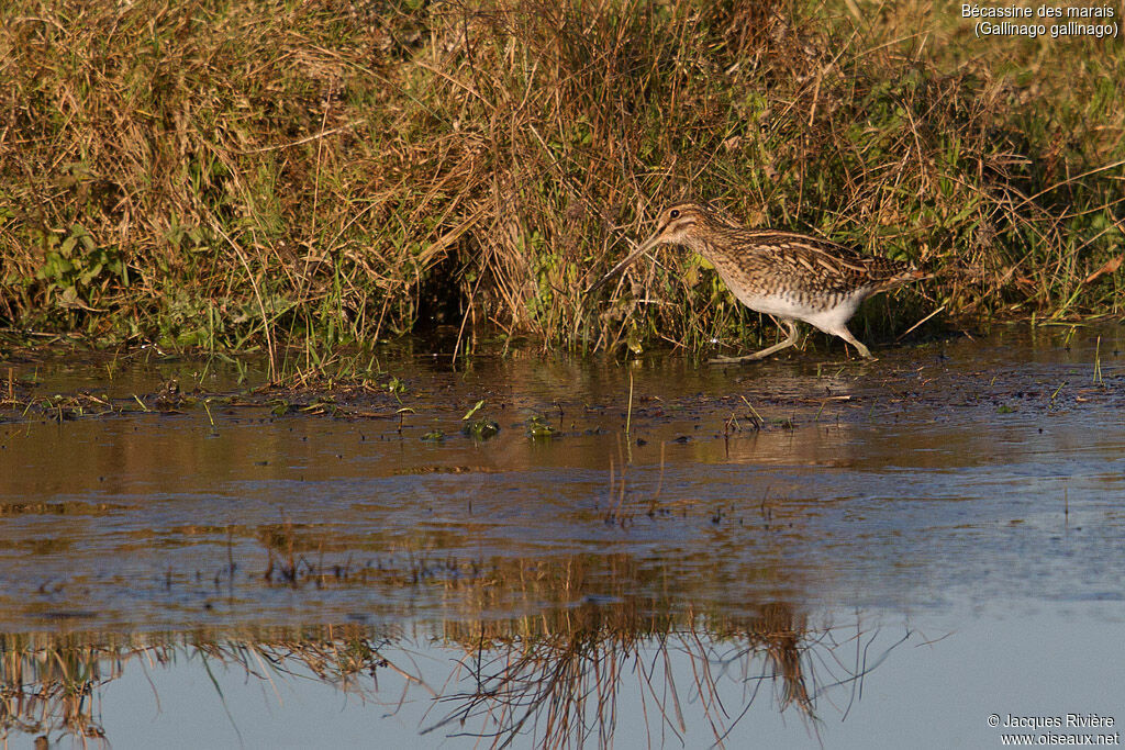 Common Snipeadult, identification, walking