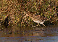 Common Snipe