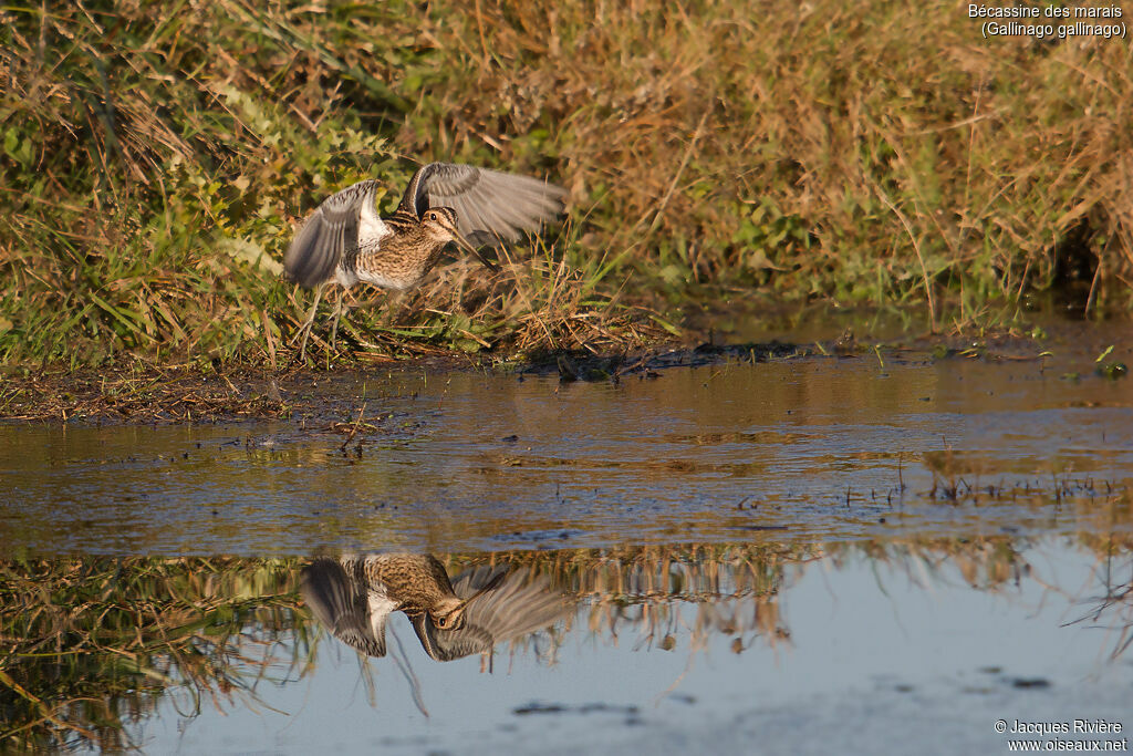 Common Snipeadult, Flight