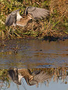 Common Snipe