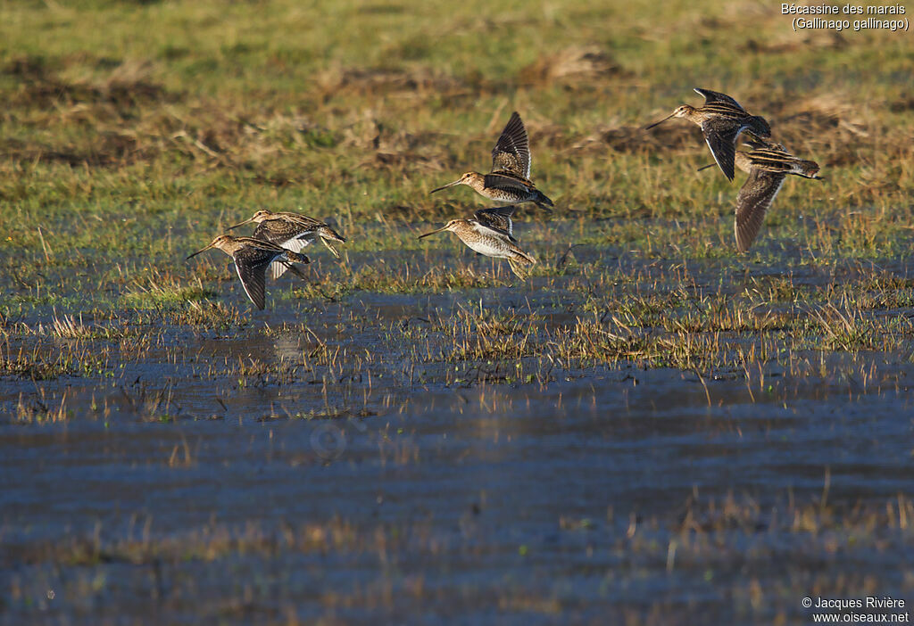 Common Snipeadult, Flight