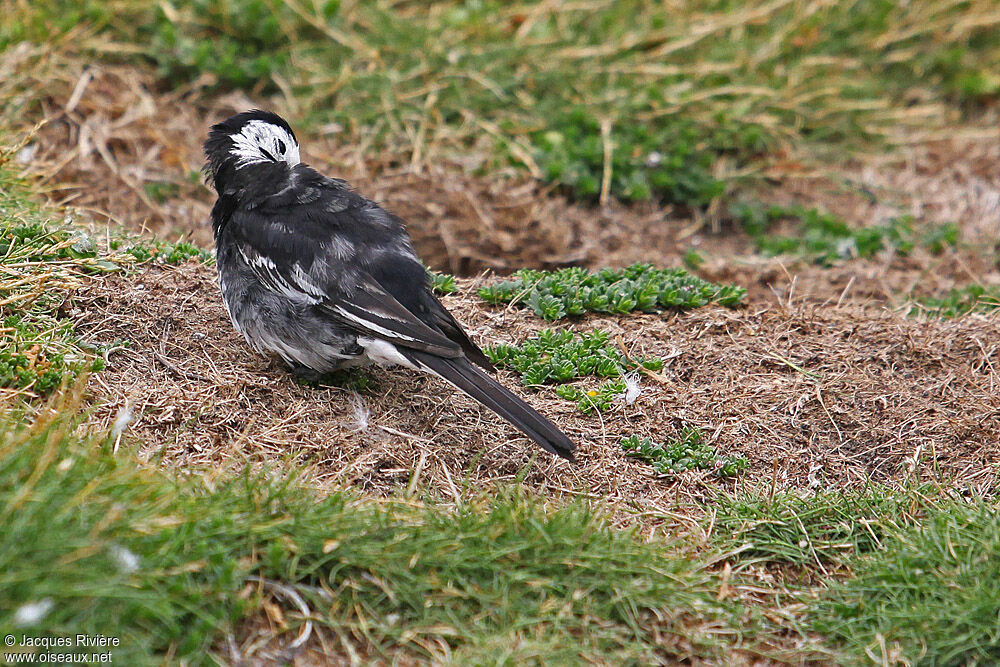 White Wagtail (yarrellii) male adult breeding