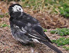 White Wagtail (yarrellii)