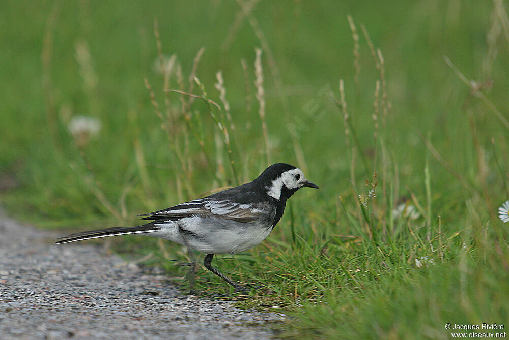 White Wagtail (yarrellii) male adult breeding