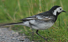 White Wagtail (yarrellii)