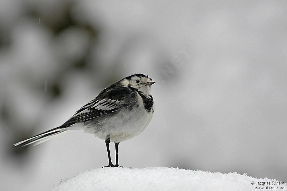 White Wagtail (yarrellii)adult post breeding