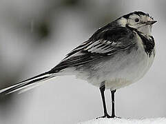 White Wagtail (yarrellii)