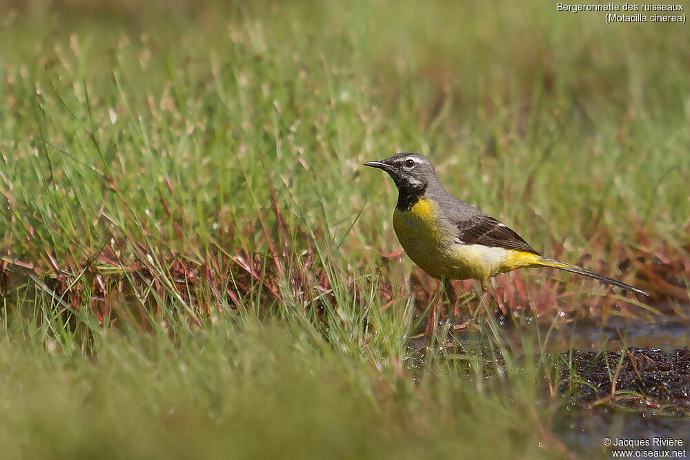 Grey Wagtail male adult breeding, identification, walking