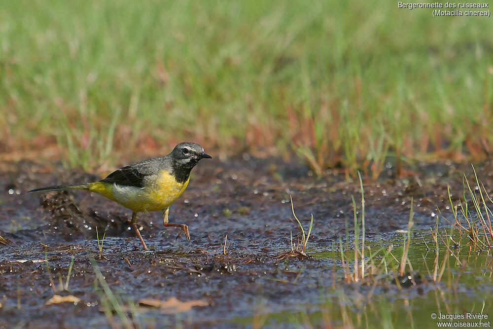 Grey Wagtail male adult breeding, identification, walking