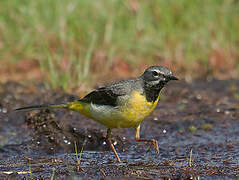 Grey Wagtail