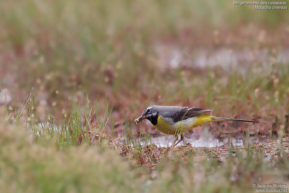 Grey Wagtail male adult breeding, identification, eats