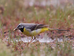 Grey Wagtail