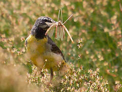 Grey Wagtail