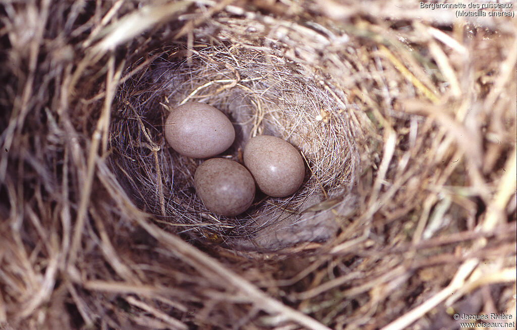 Grey Wagtail, Reproduction-nesting