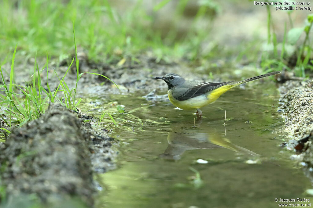 Grey Wagtailadult breeding, identification, drinks