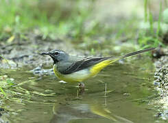 Grey Wagtail