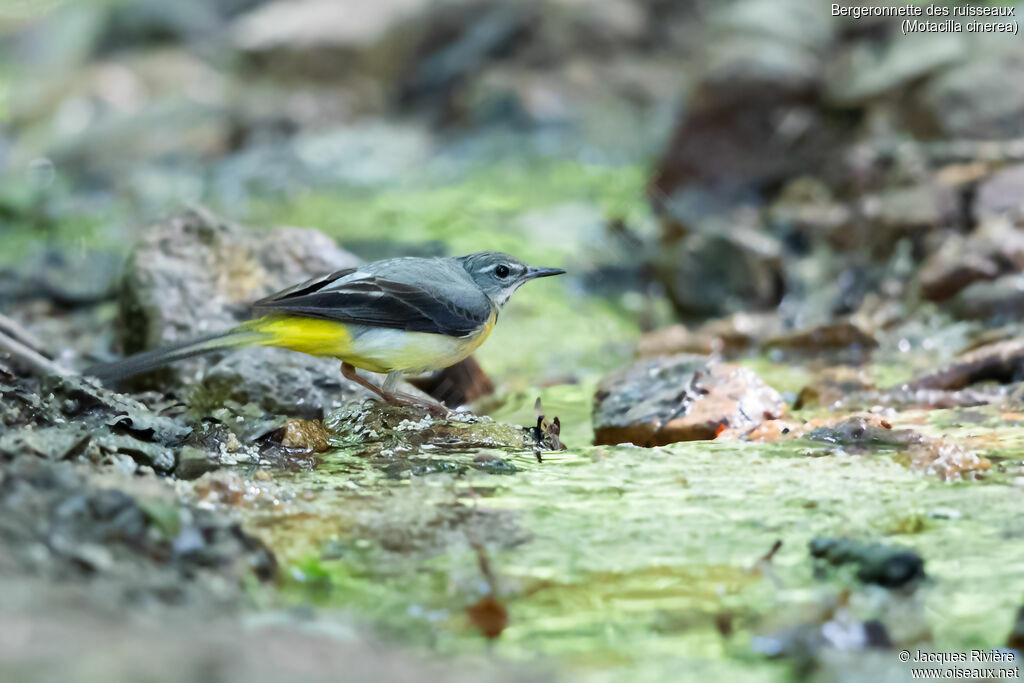 Bergeronnette des ruisseaux femelle, identification, pêche/chasse
