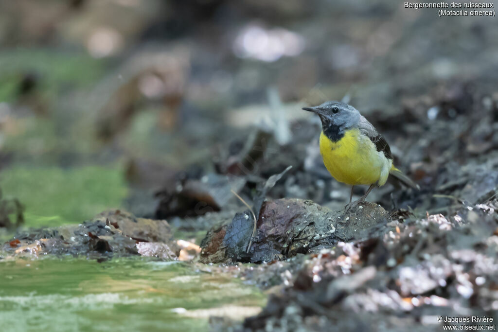 Bergeronnette des ruisseaux mâle, identification