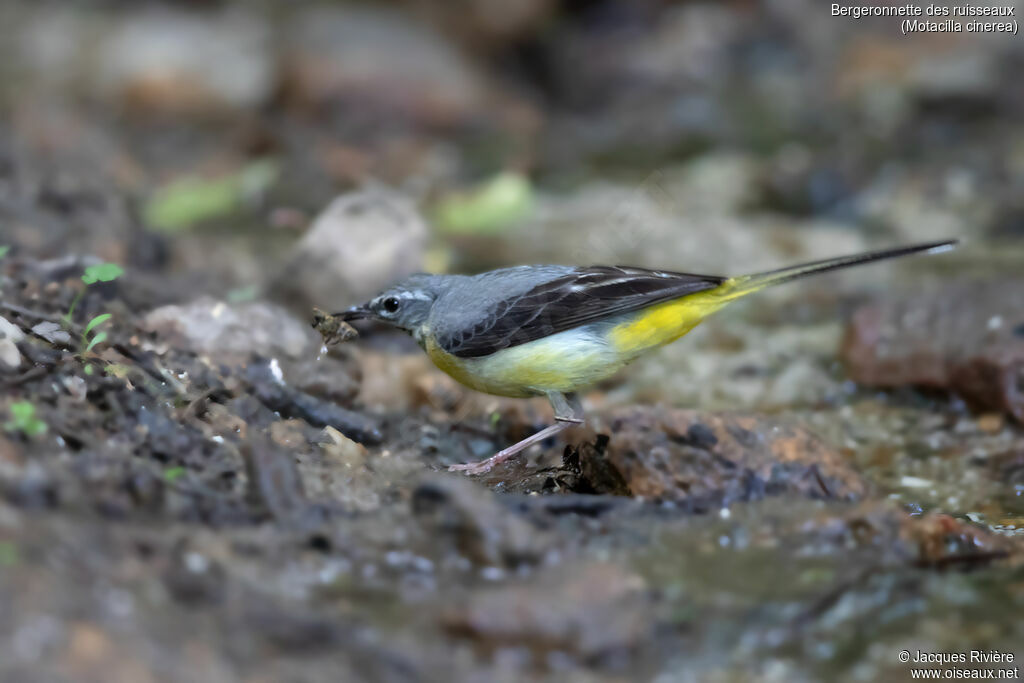 Bergeronnette des ruisseaux femelle, identification, pêche/chasse