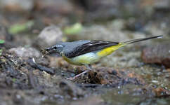 Bergeronnette des ruisseaux