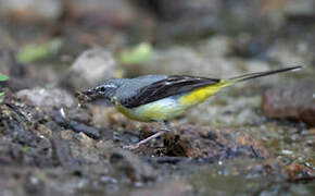 Bergeronnette des ruisseaux
