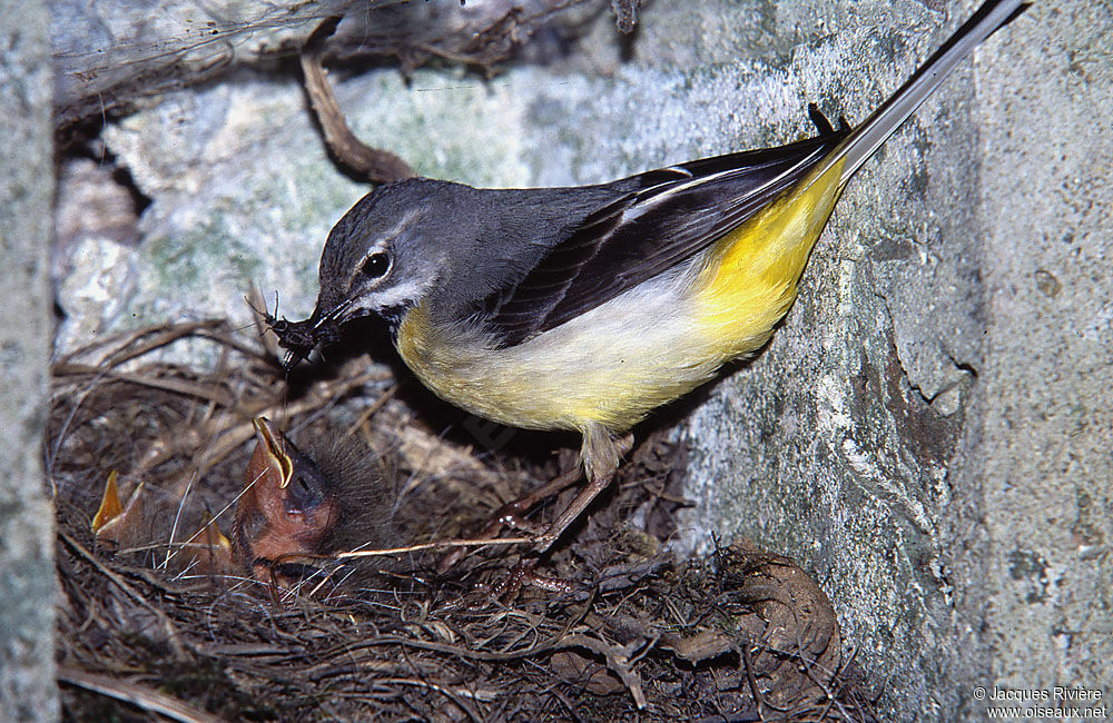 Grey Wagtailadult breeding, Reproduction-nesting