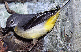 Grey Wagtail