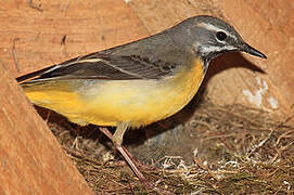 Grey Wagtail