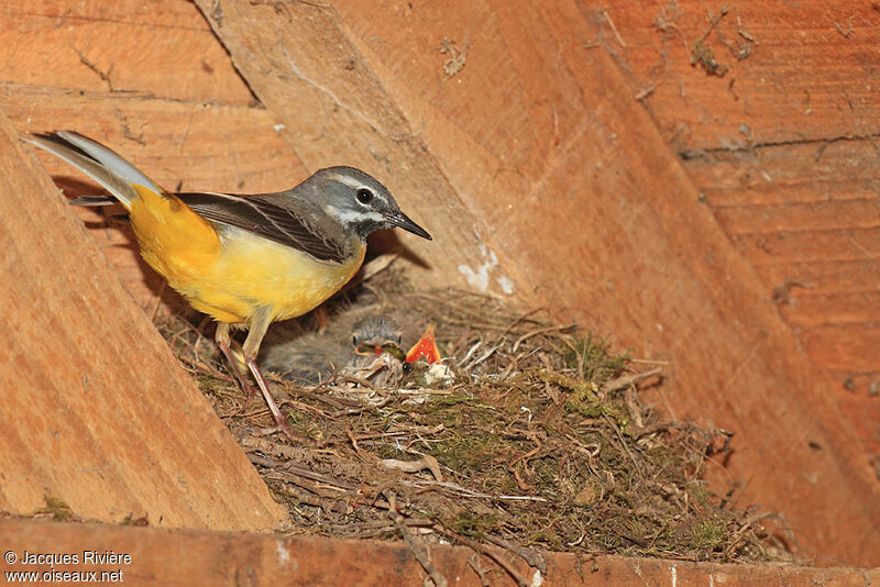 Grey Wagtail male adult breeding, Reproduction-nesting