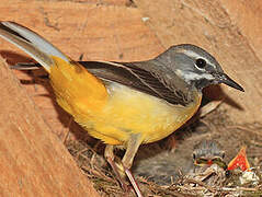 Grey Wagtail