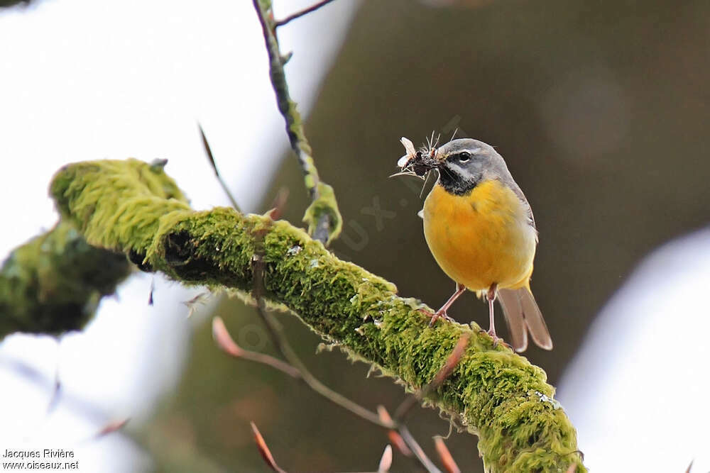 Grey Wagtail male adult breeding, feeding habits, Reproduction-nesting