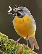 Grey Wagtail