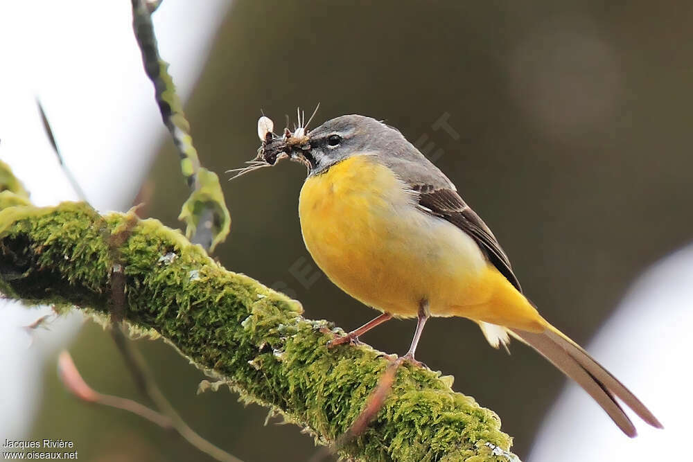 Grey Wagtail male adult, feeding habits, Behaviour