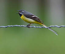 Grey Wagtail