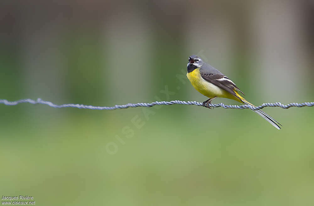 Grey Wagtail male adult breeding, identification