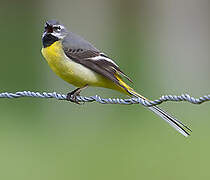 Grey Wagtail