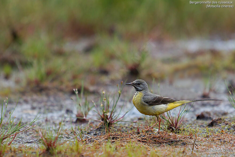 Grey Wagtail female adult breeding, identification, walking