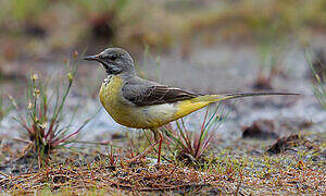 Grey Wagtail