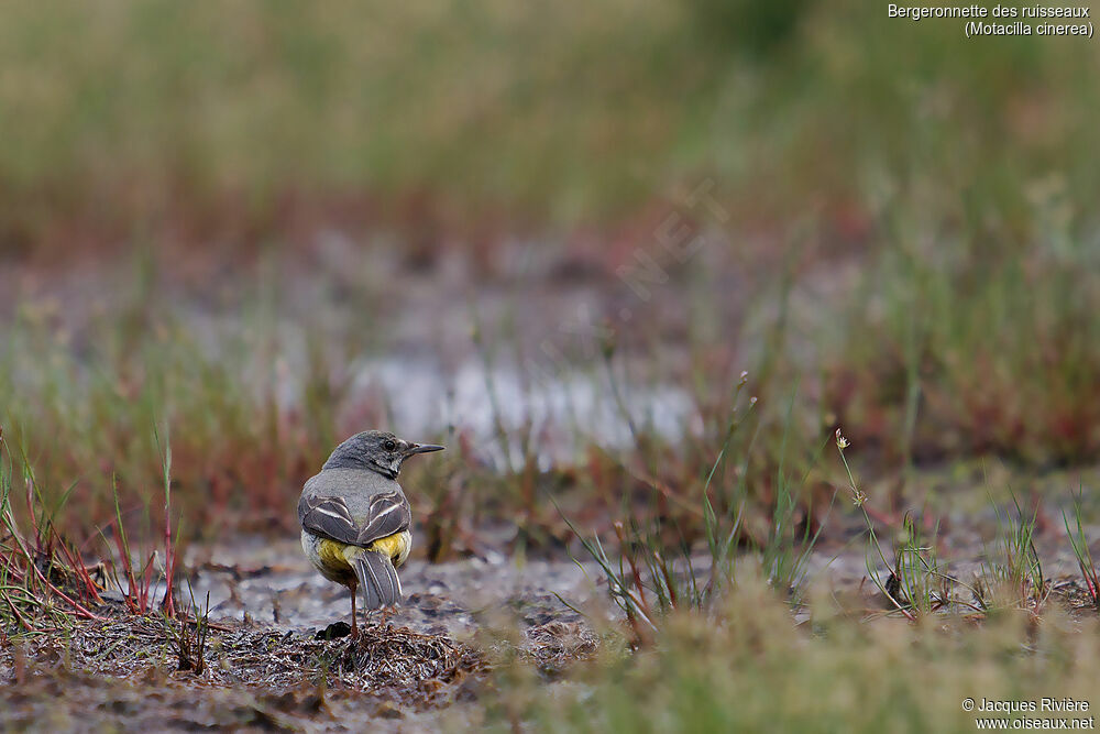 Grey Wagtail female adult breeding, identification